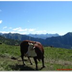 Mucca all'Alpe Tza Fontaney sullo sfondo il Monte Rosa