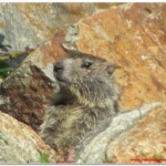 Marmotta all'Alpe Propera