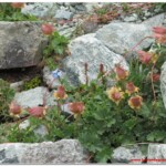 Anemone alpina