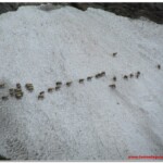 Pecore al pascolo su un nevaio