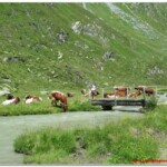 Mucche sul torrente Lahner Moos