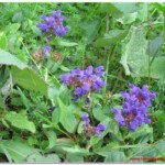 Brunella Comune