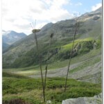 Trittico di lance nei pressi del bivio per il Col du Mont