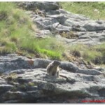 Marmotta all'Arp Vieille