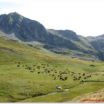 Mucche all'Alpe Palasina Superiore