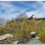 Stelle alpine al colle superiore delle Cime Bianche