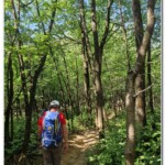 Sentiero nel bosco Sentiero nel bosco