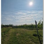 Vigne di Romagnano Sesia Vigne di Romagnano Sesia