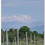 Monte Rosa dalle vigne Monte Rosa dalle vigne