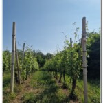 Tra le vigne Tra le vigne