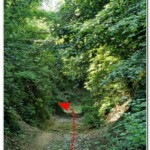 Svolta nel bosco Svolta nel bosco