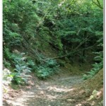 Nel bosco Nel bosco
