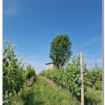 Tra le vigne Tra le vigne