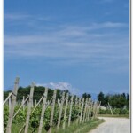 Monte Rosa tra le vigne Monte Rosa tra le vigne