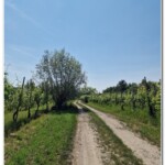 Tra le vigne Tra le vigne