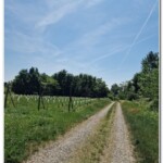 Tra le vigne Tra le vigne