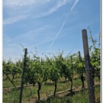 Tra le vigne Tra le vigne