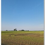 Campagna novarese Campagna novarese