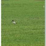 Ibis Sacro Ibis Sacro