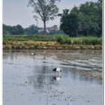 Ibis Sacri