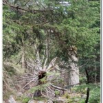 Albero caduto Albero caduto