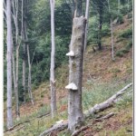 Fomes fomentarius Fomes fomentarius
